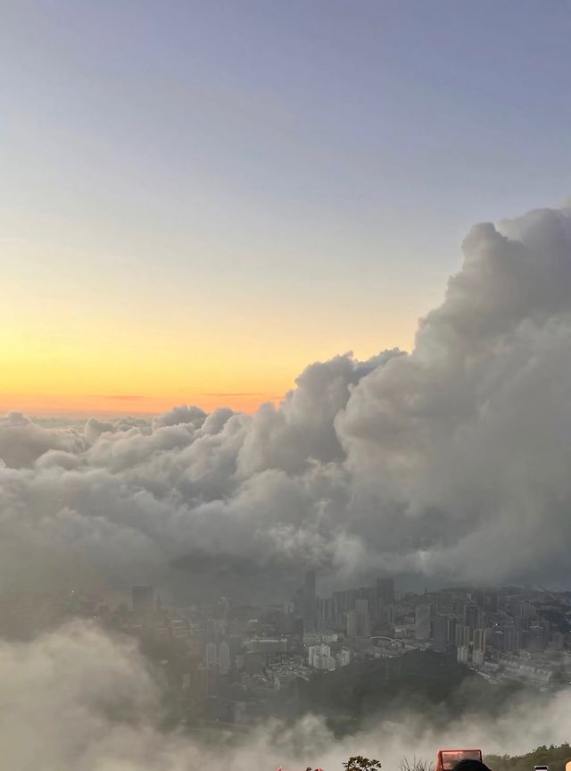 梧桐山花海盛開啦！