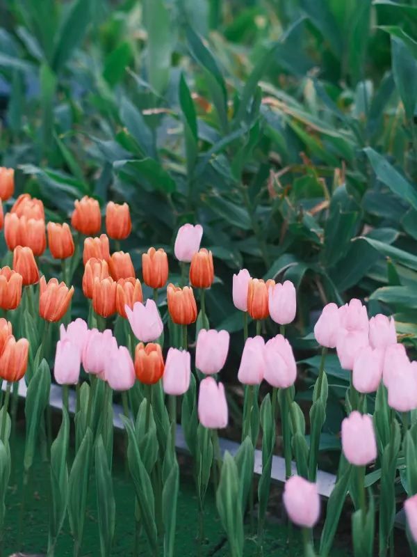 大運天地：繁花盛放的春天氛圍感，深圳蕞出片的公園