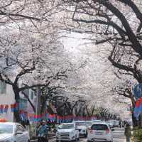 濟州島典農路🌸 限定浪漫來襲