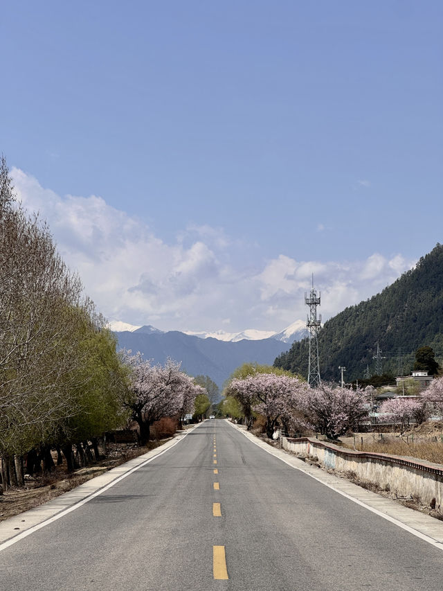 比起嘎拉桃花村，我更愛沿途的雪山和桃樹