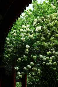 長沙烈士公園春日木繡球花海：古風與自然的詩意碰撞