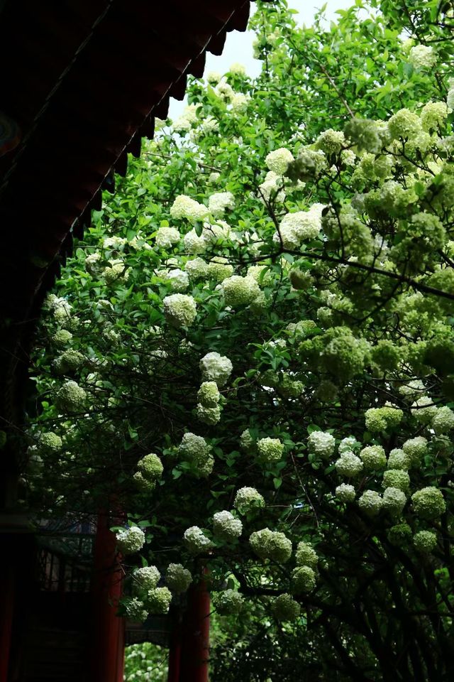 長沙烈士公園春日木繡球花海：古風與自然的詩意碰撞