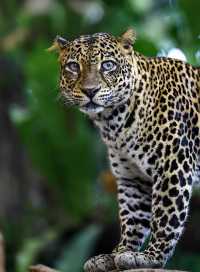 巴厘島野生動物園：與自然共舞的奇幻之旅