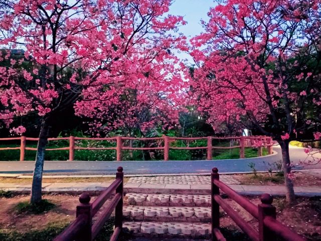 Shipai Park: Blooming as A Bomb of Colours in Dongguan