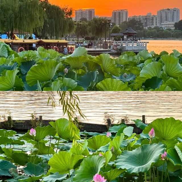 大明湖好靚，但伏位都好多㗎 ·