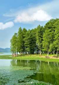 【江浙滬小阿勒泰｜四明湖春日草原寫真秘笈】