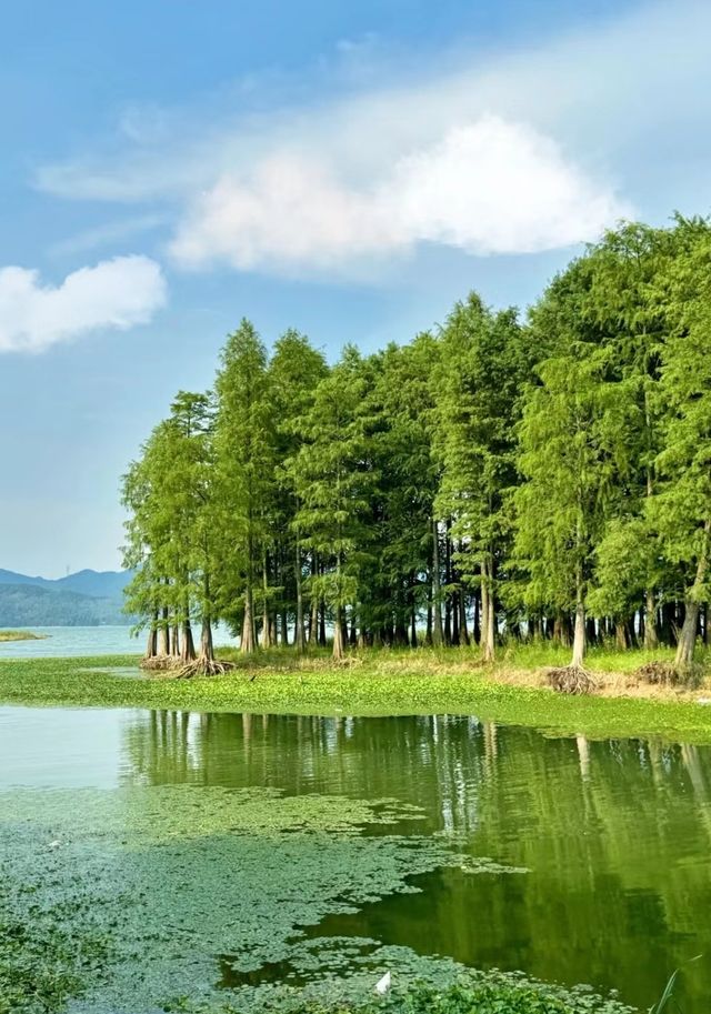 【江浙滬小阿勒泰｜四明湖春日草原寫真秘笈】