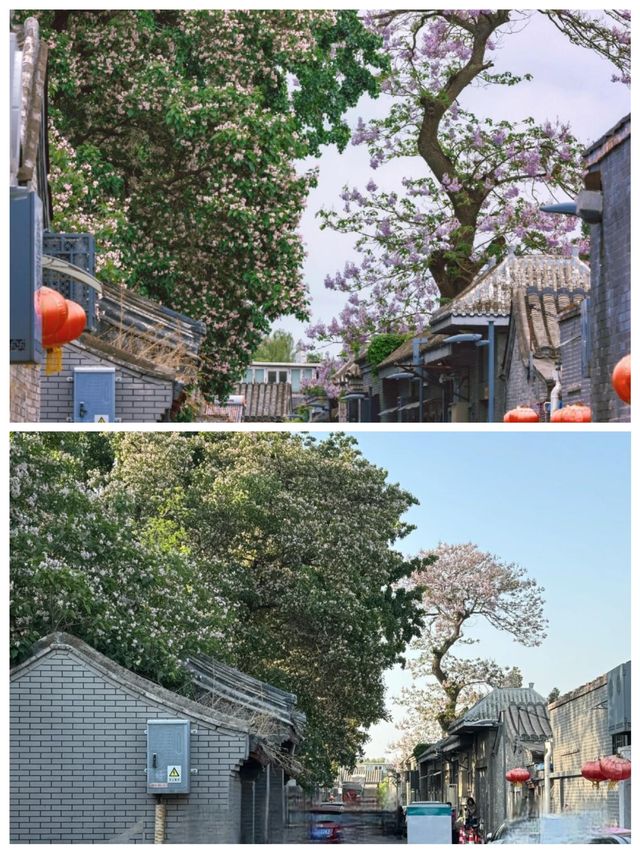 北京恭儉胡同樹影婆娑，環境優美，令人嚮往