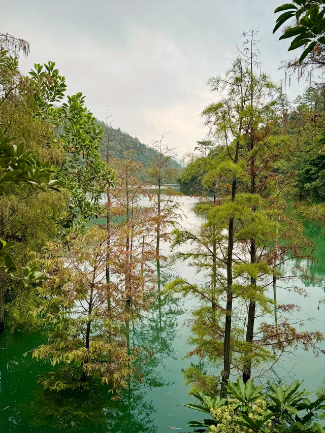 秘境探幽——中山五桂山，藏於城市的綠野仙蹤