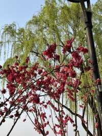 Spring in Hangzhou is the best
