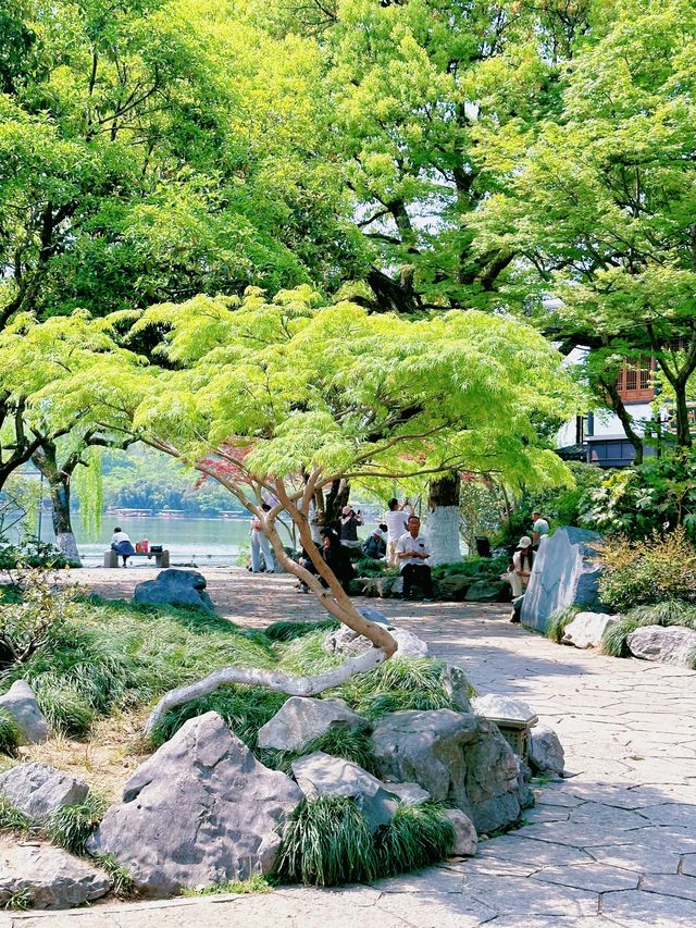 杭州蘇堤桃花踏青全攻略