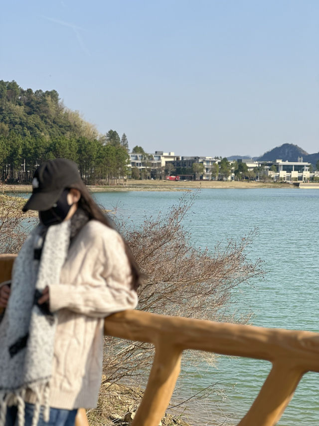 清遠的北歐暮光松林