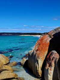Tasmania wonders of animal kingdom #tasmania
