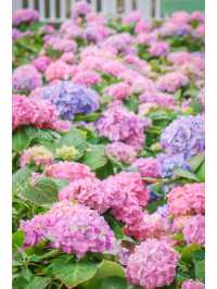 繡球花🌸沙田石門河濱花園