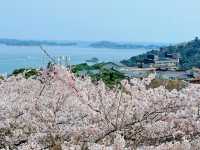 🌸松島海岸 | 邂逅海與櫻的春日浪漫🌸