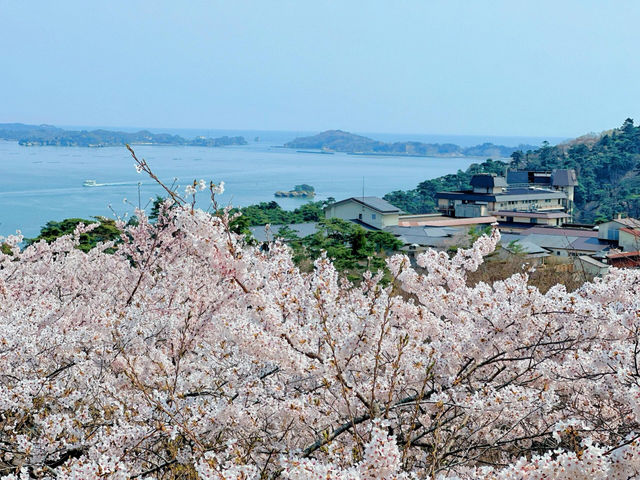 🌸松島海岸 | 邂逅海與櫻的春日浪漫🌸