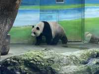 Budget Friendly Pandas At Taipei Zoo! Fun For All The Family 