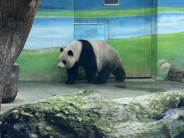 Budget Friendly Pandas At Taipei Zoo! Fun For All The Family 