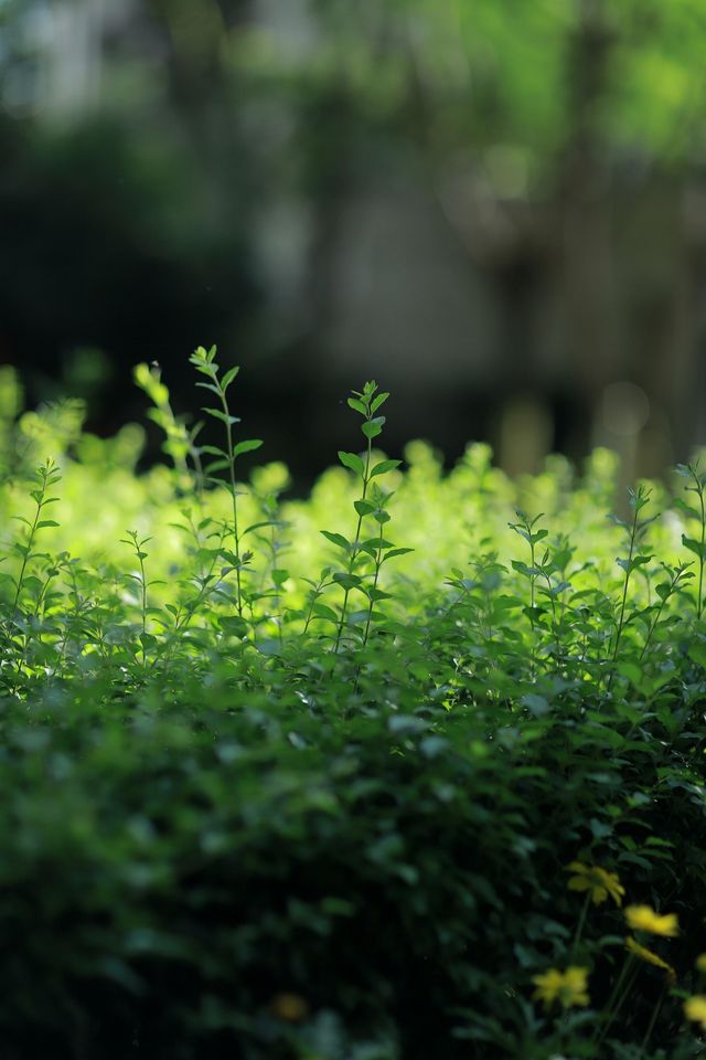 昆明翠湖麗瑞德酒店——昆明海洪濕地公園