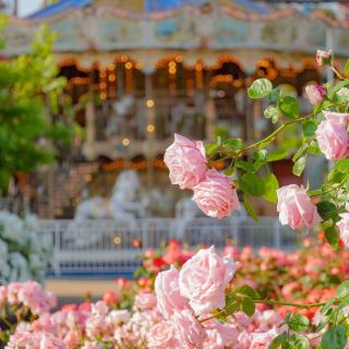 Osaka Transportation Guide｜Reach Osaka Rose Garden with 4,000 blooming roses in just 30 minutes from Yodoyabashi!