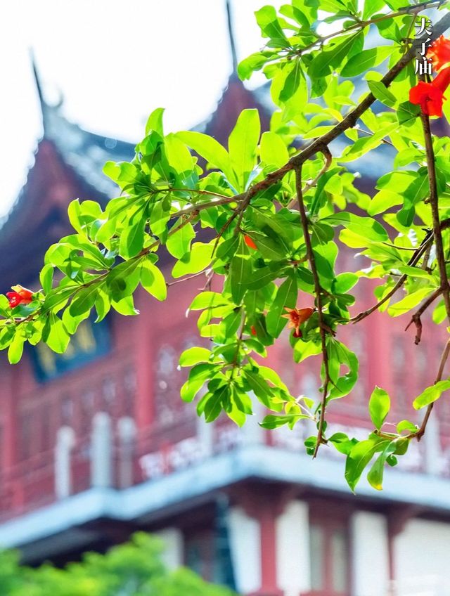 金陵夏焰：榴火灼灼映六朝