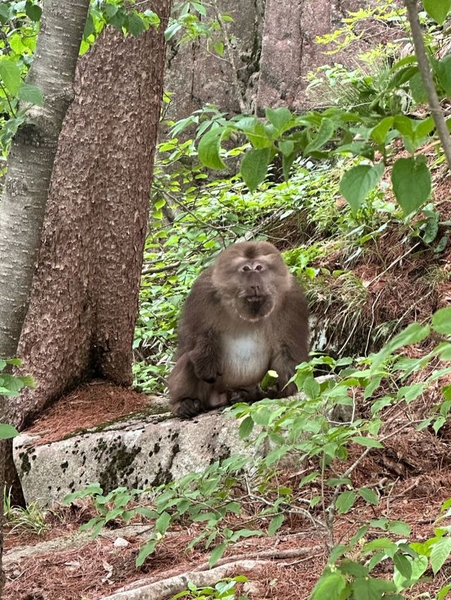 安徽旅遊首選～天下第一奇山，自然造化的史詩