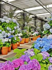 六月嘅濟州賞花，闖入繡球花海嘅莫奈花園