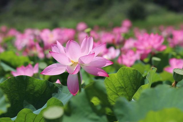 #普者黑旅行攻略 #雲南普者黑荷花 要睇最靚荷花千祈唔好等到七月中旬！本地人，全係本人自己影嘅，最靚荷
