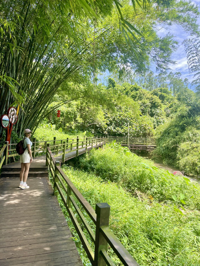 A Hidden Treasure in Hainan!🌿