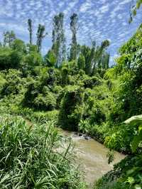A Hidden Treasure in Hainan!🌿