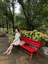 臨沂25℃幻夏秘境！躲進森林當仙女