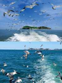 海驢島旅遊攻略：打卡「中國黑尾鷗之鄉」