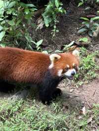 2025年暑假深圳野生動物園避坑指南
