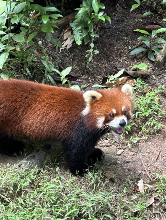 2025年暑假深圳野生動物園避坑指南