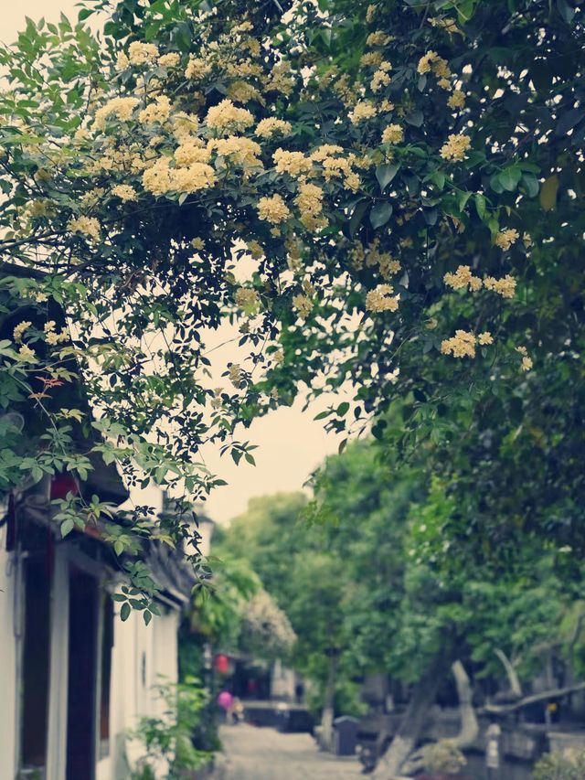 中国・蘇州の隠れ家！水郷「同里古镇」の魅力とおすすめガイド】​​