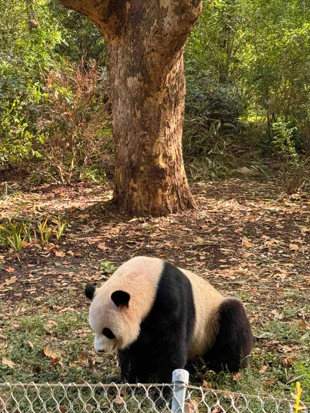 成都重慶雙城 | 6天5晚旅遊攻略