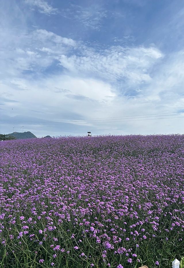 闖入普羅旺斯的紫色夢境～石門花海