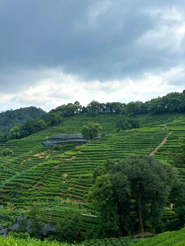 杭州九溪徒步｜喺小溪同茶園治癒系吸氧