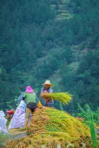 白雲白岩寨：600年布依隱世秘境