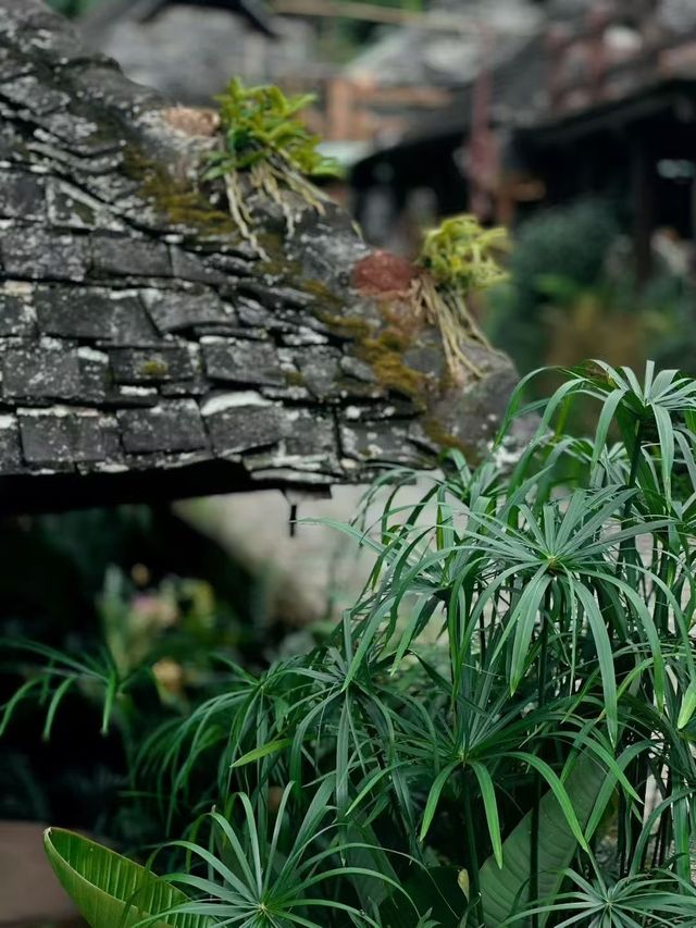 和歷史一起沉澱的古寨
