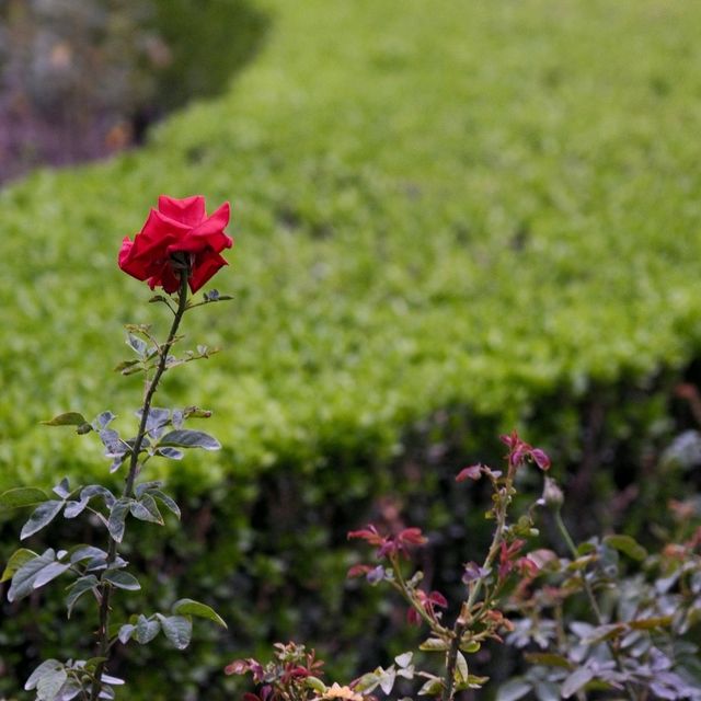 Rose Garden of Fuxing Park, Shanghai 🌿✨