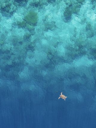 Stunning Semporna Diving Guide