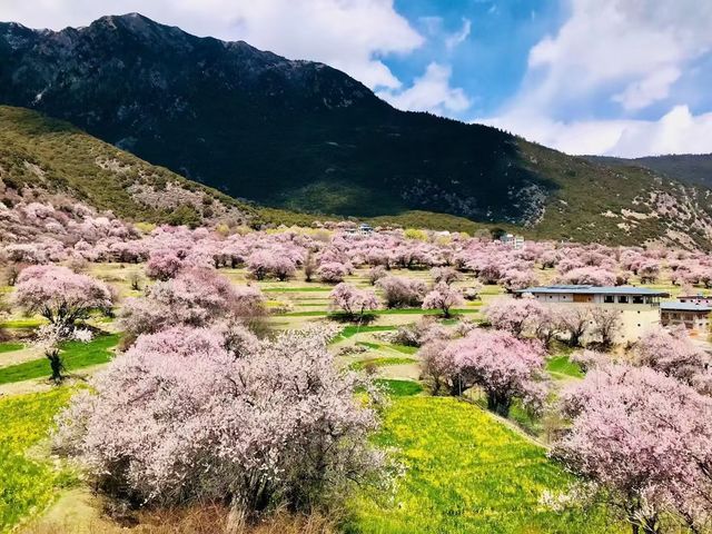 林芝桃花十里夢一遇南迦巴瓦誤終身