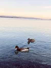 🦆 Lake Taupo’s Secret Duck Pond: A Quirky Waterfront Wonder!