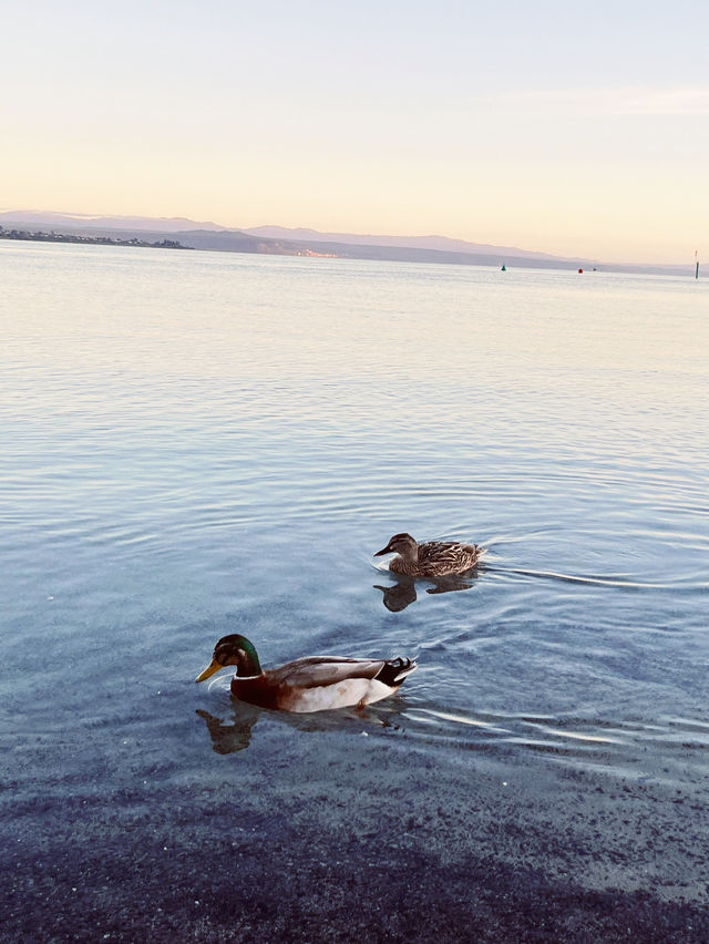 🦆 Lake Taupo’s Secret Duck Pond: A Quirky Waterfront Wonder!