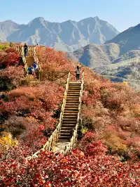 北京最美秋天在這！免費紅葉步道美到窒息