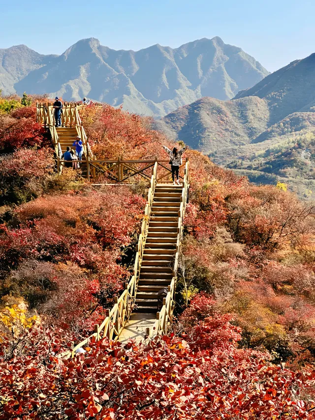 北京最美秋天在這！免費紅葉步道美到窒息