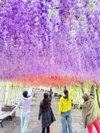 淮安白馬湖公園的菊花展