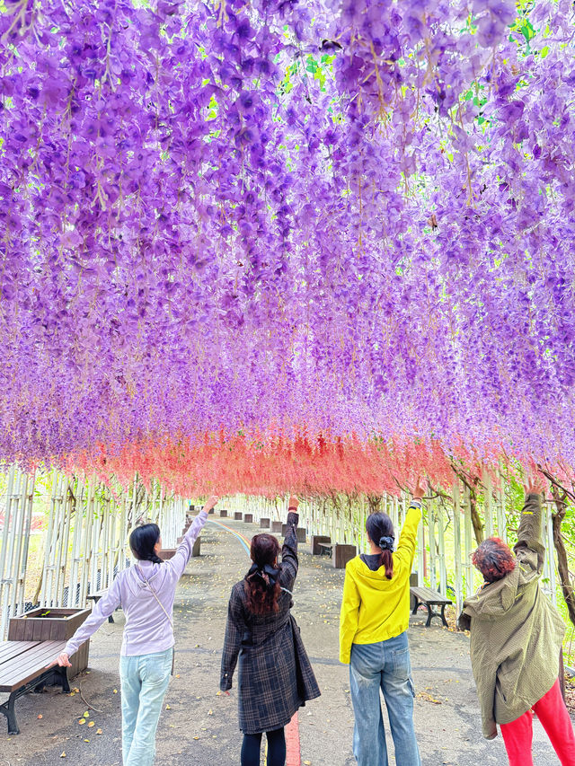 淮安白馬湖公園的菊花展
