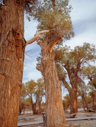 사막의 기적! 천년 호양림 최강 가이드